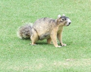 squirrel
